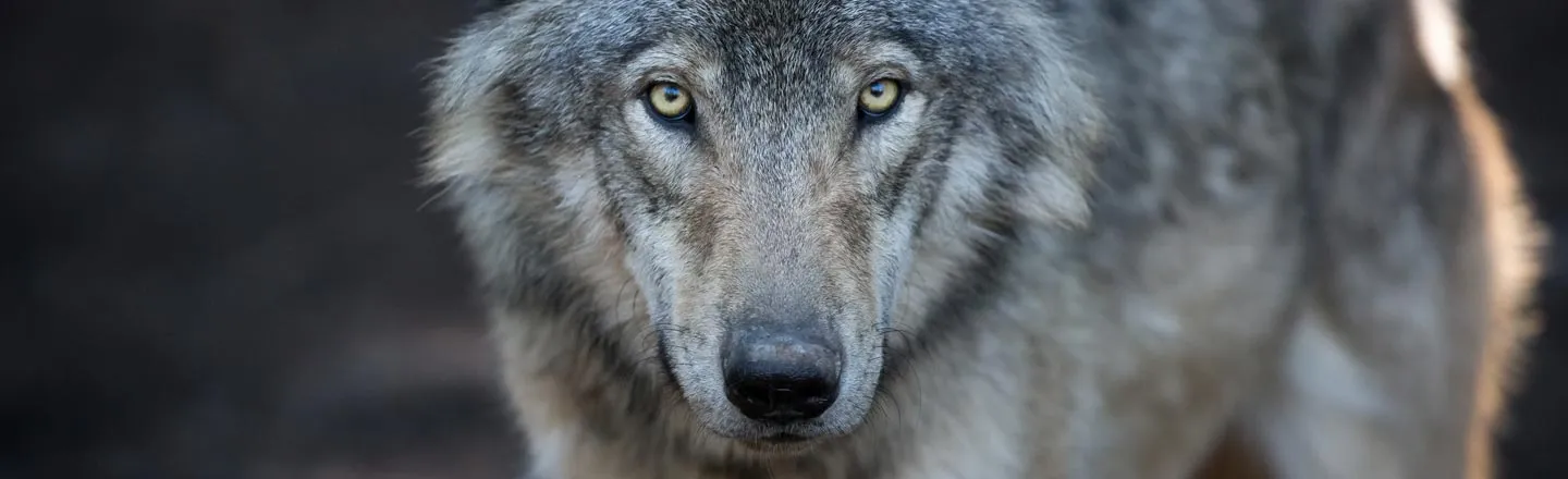 Endangered Wolf Travels 8,700 Miles Looking For Love, Dies Alone