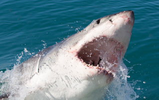 6 Reasons Shark Week Should Be Stopped