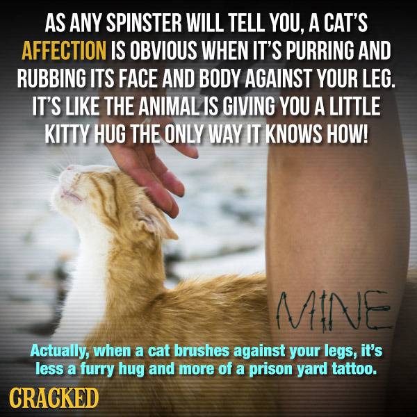 AS ANY SPINSTER WILL TELL YOU, A CAT'S AFFECTION IS OBVIOUS WHEN IT'S PURRING AND RUBBING ITS FACE AND BODY AGAINST YOUR LEG. IT'S LIKE THE ANIMAL IS 