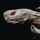 Cracked Round-Up: In The Crotch of Summer Edition