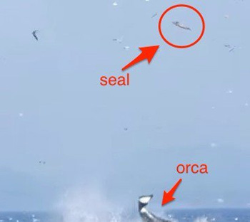 seal orca