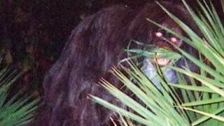 The 'Skunk Ape' Is The Florida Man Of Cryptids