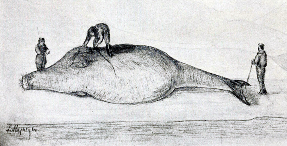 Stejneger's 1925 reconstruction of G. W. Steller measuring a sea cow in 1742