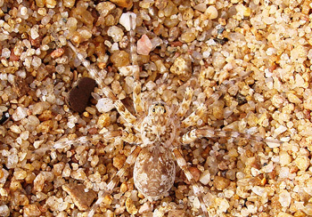 The 6 Stealthiest Disguises in the Animal Kingdom | Cracked.com