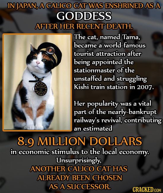 IN JAPAN, A CALICO CAT WAS ENSHRINED AS A GODDESS AFTER HER RECENT DEATH. The cat, named Tama, became orld-famous a tourist attraction after being app