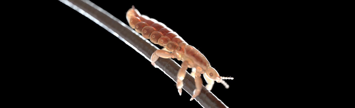Scientists Film Lice Making Love For The First Time Ever