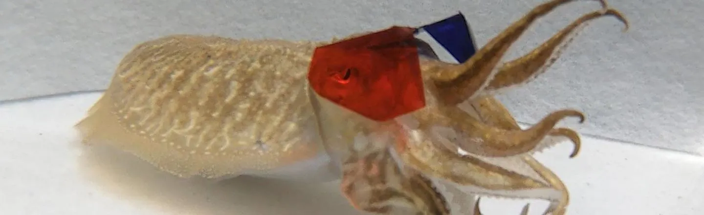 3D Glasses Work On Cuttlefish And It's Adorable