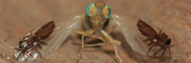 The 6 Stealthiest Disguises in the Animal Kingdom | Cracked.com