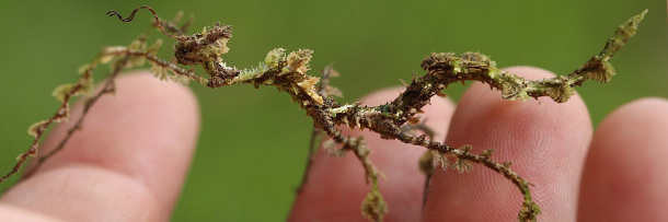 The 6 Stealthiest Disguises in the Animal Kingdom | Cracked.com