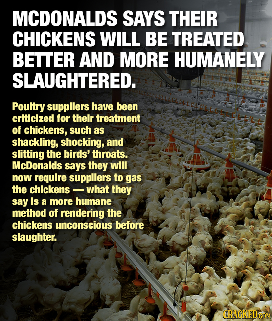 MCDONALDS SAYS THEIR CHICKENS WILL BE TREATED BETTER AND MORE HUMANELY SLAUGHTERED. Poultry suppliers have been criticized for their treatment of chic