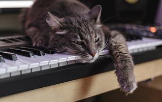 Yes, Somebody Once Thought A Cat Piano Was A Good Idea