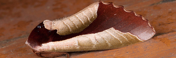 The 6 Stealthiest Disguises in the Animal Kingdom | Cracked.com