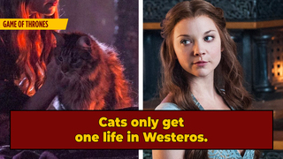 The Most Hated Star On 'Game Of Thrones' Set? The Cat.