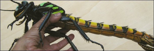 Giant Prehistoric Bugs