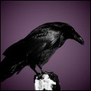 6 Terrifying Ways Crows Are Way Smarter Than You Think 