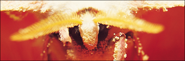 5 Advanced Technologies Still Catching Up to Invertebrates