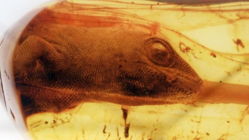 15 of The Most Recent Discoveries From Within This Wet Rock of Ours