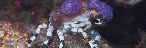 8 Ingenious Ways Animals Outsmart Predators