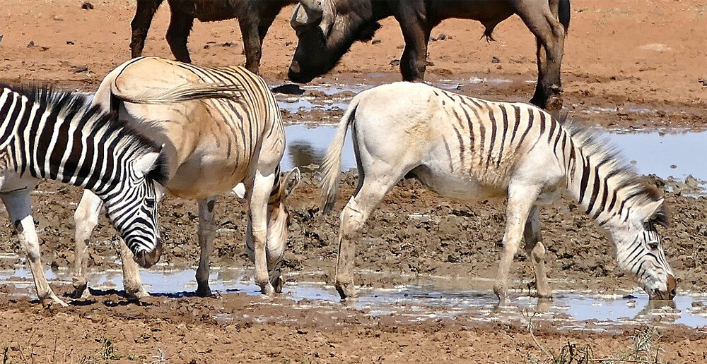 Quagga Project zebra