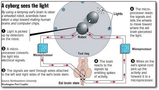 A cyborg sees the light The micro- By using a lamprey eel's brain to steer Lights processor reads wheeled robot. scientists have the signals and ltake