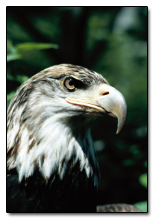 5 Logical Fallacies That Make You Wrong More Than You Think