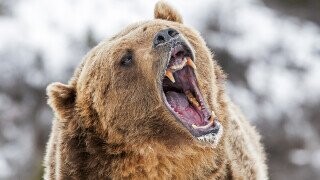 Don't Push Your Friends Into Angry Bears, Warns National Park Service
