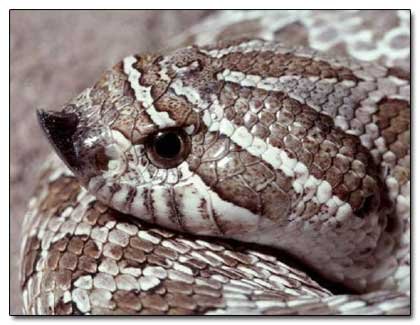 Zombie snake': Eastern hognose plays dead to avoid predators