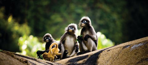 The 7 Best Kinds of Monkeys: A Drunk Column