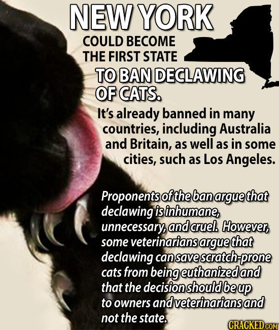 NEW YORK COULD BECOME THE FIRST STATE TO BAN DECLAWING OF CATS. It's already banned in many countries, incuding Australia and Britain, as well as in s