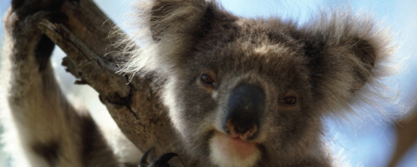 The 7 Best Kinds of Monkeys: A Drunk Column