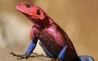 6 Insanely Colored Versions of Normally Boring Animals