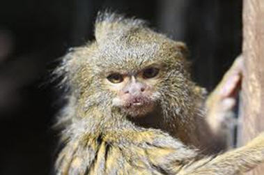 The 7 Best Kinds of Monkeys: A Drunk Column
