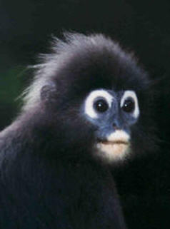 The 7 Best Kinds of Monkeys: A Drunk Column