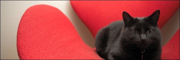 6 Adorable Cat Behaviors With Shockingly Evil Explanations
