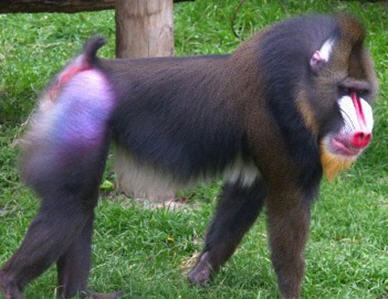 The 7 Best Kinds of Monkeys: A Drunk Column