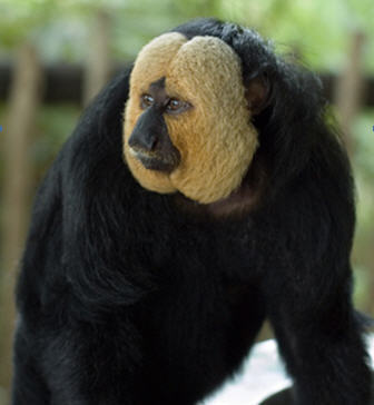 The 7 Best Kinds of Monkeys: A Drunk Column