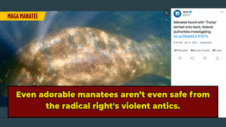 Some Douchecanoe Carved 'Trump' Into a Poor Manatee