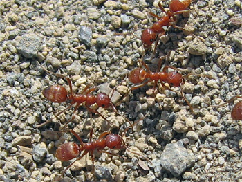 5 Amazing Things People Managed Right After Being Left For Dead