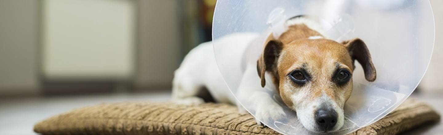 4 Bizarre Things Nobody Tells You About Neutering A Pet Cracked Com