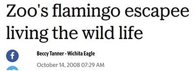 Zoo's flamingo escapee living the wild life f Becey Tanner-Wichita Eagle October 14. 2008 07:29 AM 