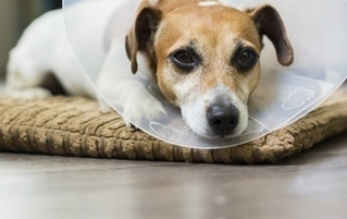 4 Bizarre Things Nobody Tells You About Neutering A Pet