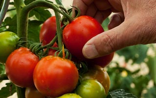 America's Tomatoes Taste Like Garbage (Because Of Racism)