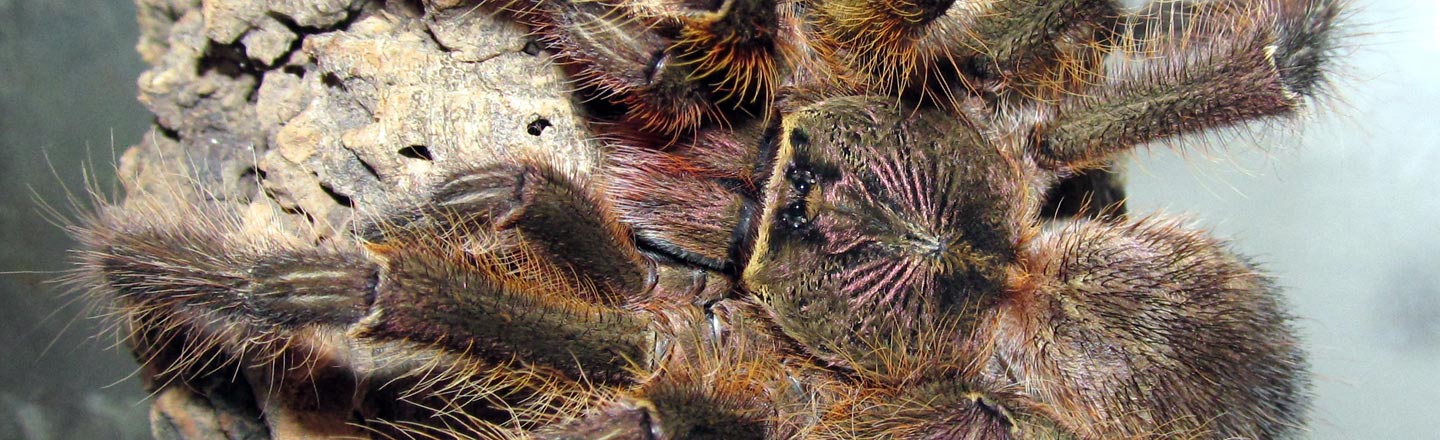 Lots Of Spiders Eat Bats (And Not Just In Your Nightmares)