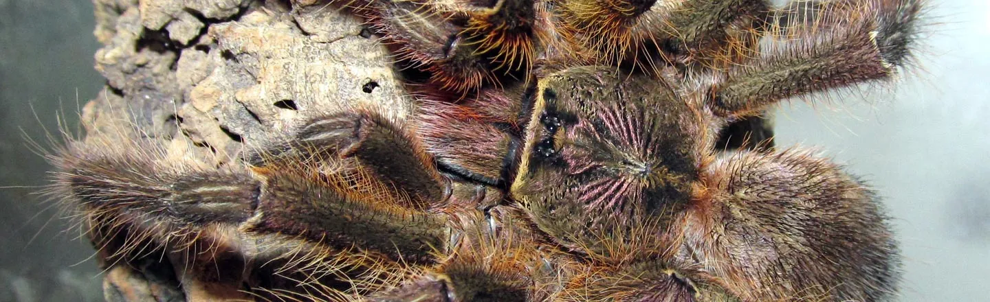 Lots Of Spiders Eat Bats (And Not Just In Your Nightmares)