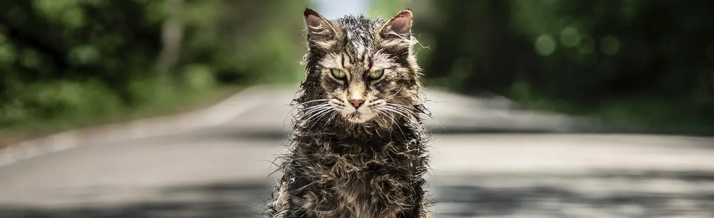 The Cats In The New 'Pet Sematary' Were 'A Pack Of Divas'