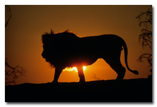 7 რეალური ისტორია ცხოველების შესახებ, რომლებმაც ადამიანები გარდაუვალი სიკვდილისგან იხსნეს