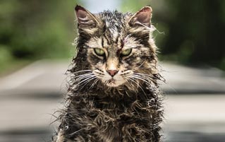 The Cats In The New 'Pet Sematary' Were 'A Pack Of Divas'