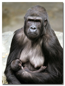 7 რეალური ისტორია ცხოველების შესახებ, რომლებმაც ადამიანები გარდაუვალი სიკვდილისგან იხსნეს