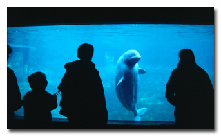 7 რეალური ისტორია ცხოველების შესახებ, რომლებმაც ადამიანები გარდაუვალი სიკვდილისგან იხსნეს