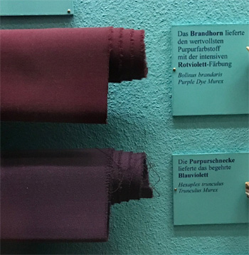 Das Brandhorn lieferte den wertvollsten Purpurfarbstoff mit der intensiven Rotviolett-Farbung Rolins brardkaris Purple Dve Murex Die Purpurschnecke li